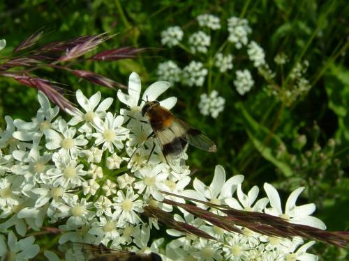 Leucozona lucorum
